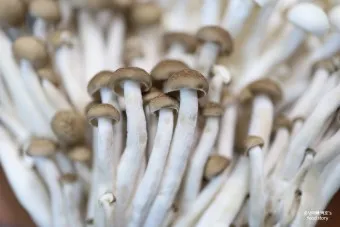 만가닥버섯 효능_16