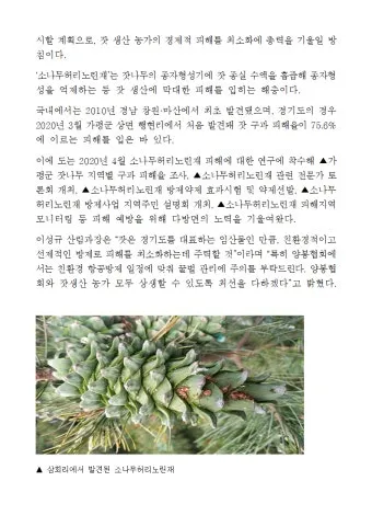 잣 재배 암수 구분 수분 수정 송이 관리_9