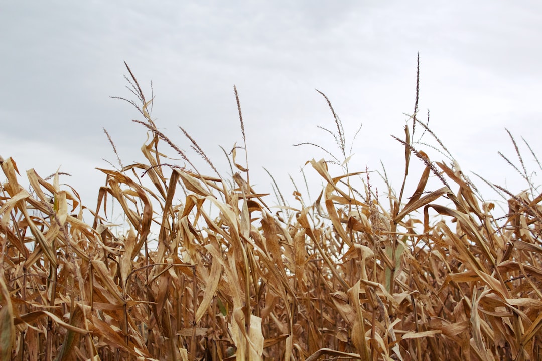 Iowa.
