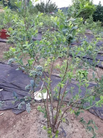 블루베리 재배 산도 조절 피트모스 혼합 여름 관수_14