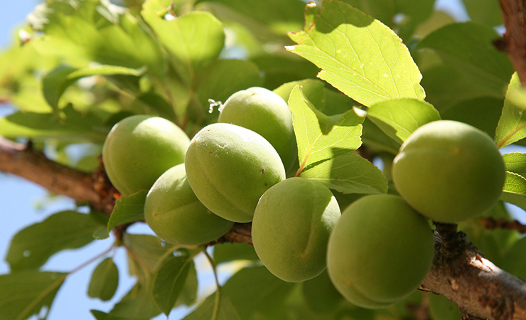 매실 소화에 좋은 음식 건강에 좋은 천연소화제