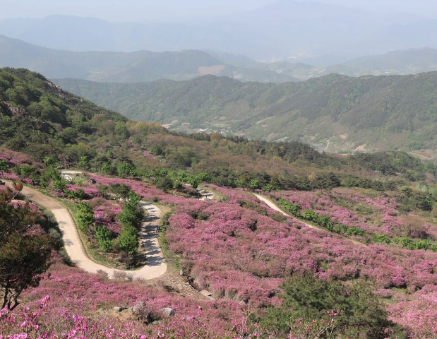 산청황매산 철쭉제