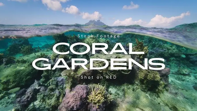 코랄 가든 (Coral Gardens)