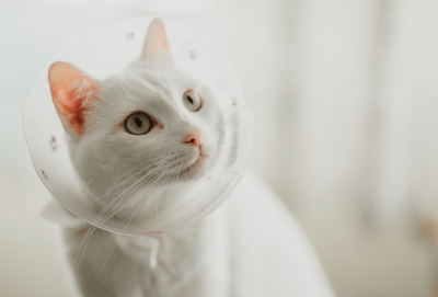 엘리자베스 칼라 고양이