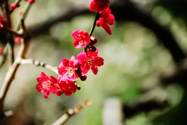 서울-수도권-3월-꽃축제-서울-근교-봄꽃-명소