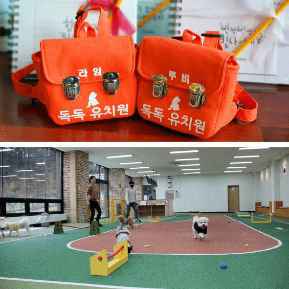 김포공항 애견센터 독독