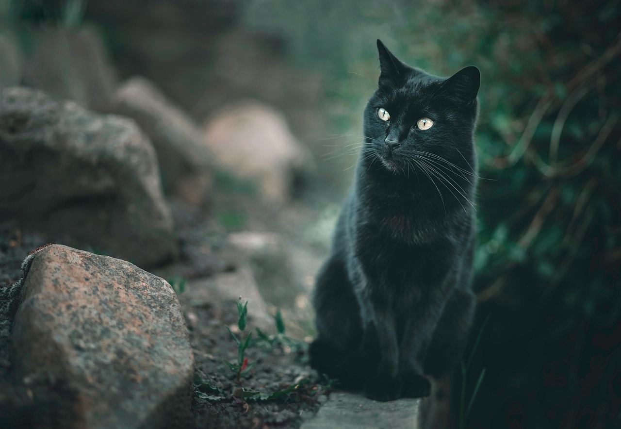 고양이 구토 원인, 요로폐쇄 신호