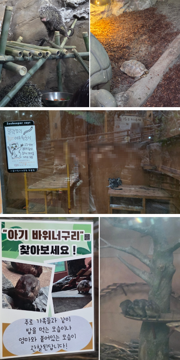 서울어린이대공원 동물원 가을 나들이 (무료입장/관람 코스)