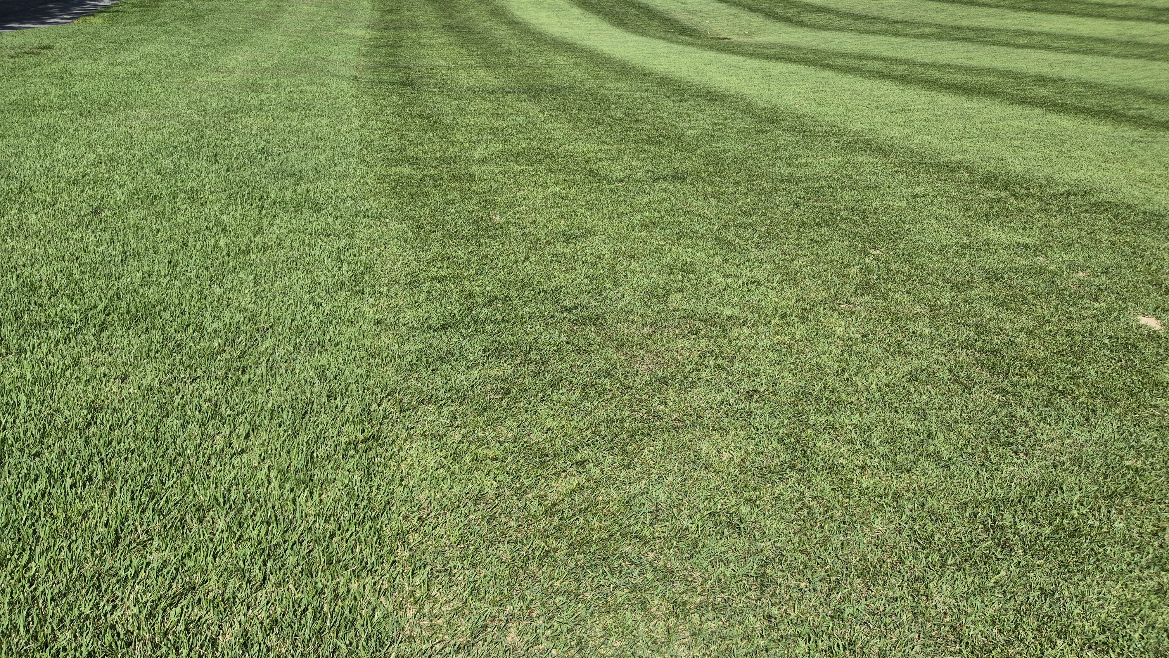 대영힐스cc 청-력 코스 라운드 후기