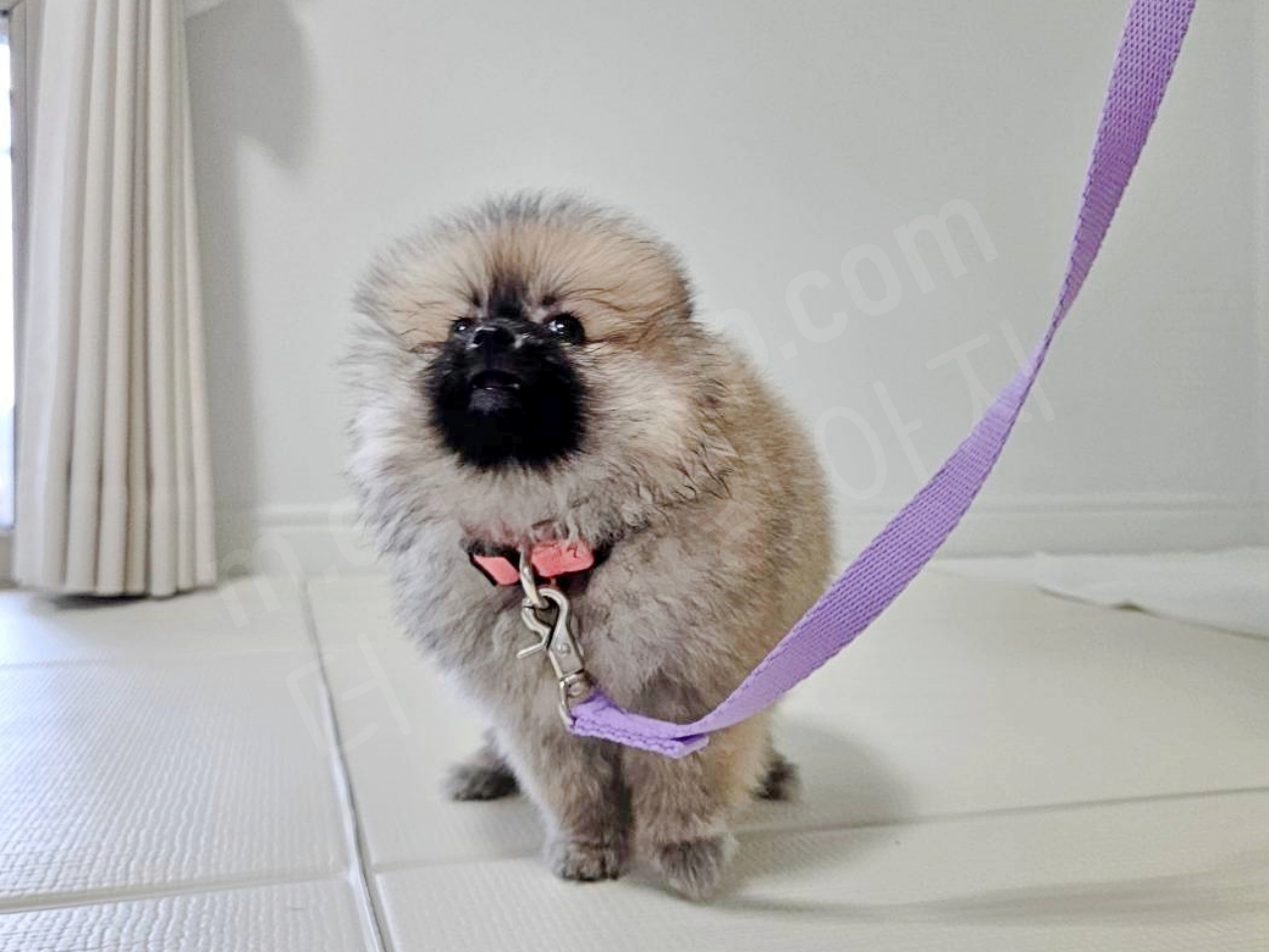 집에서 산책 연습하는 강아지