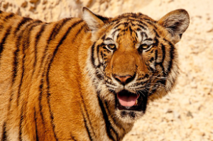 호랑이띠 2025년 운세