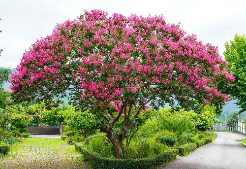 [정원수목]소형 정원에 딱 맞는 포인트 수목 추천 리스트