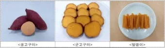 고구마 품종 호풍미 소담미 파종 심기 최적 시기_47
