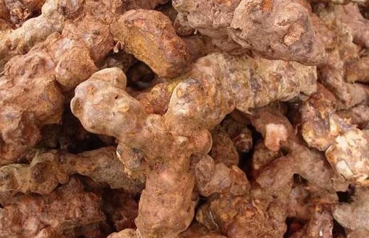 말린-토복령-사진