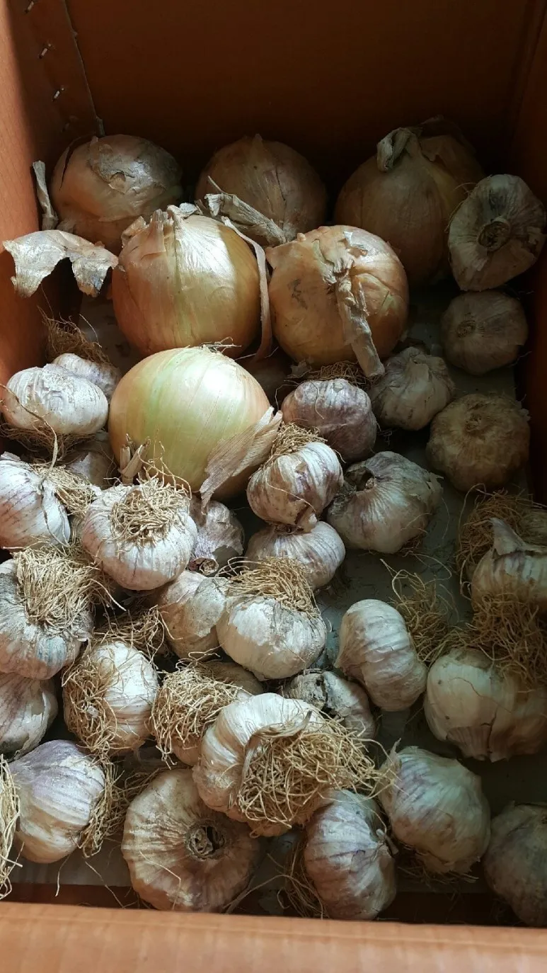 통마늘 지퍼백 보관 효과 오래 보관하는 방법_4