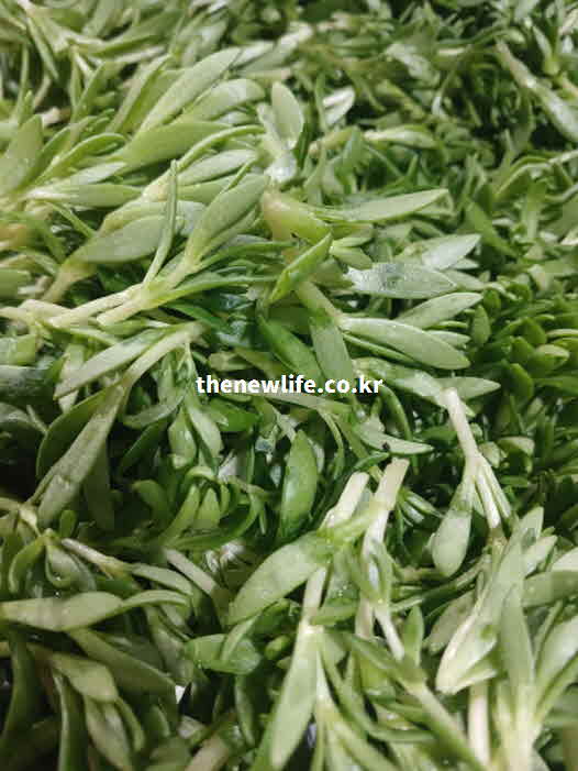 돌나물 효능 조리법 칼슘