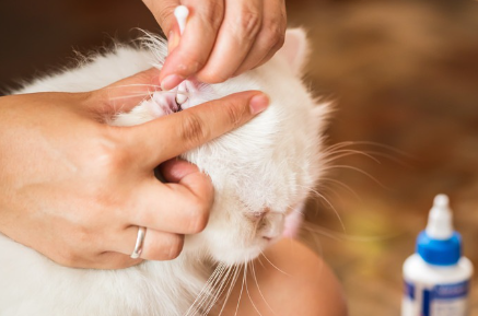 귀를 청소하고 있는 흰 고양이.