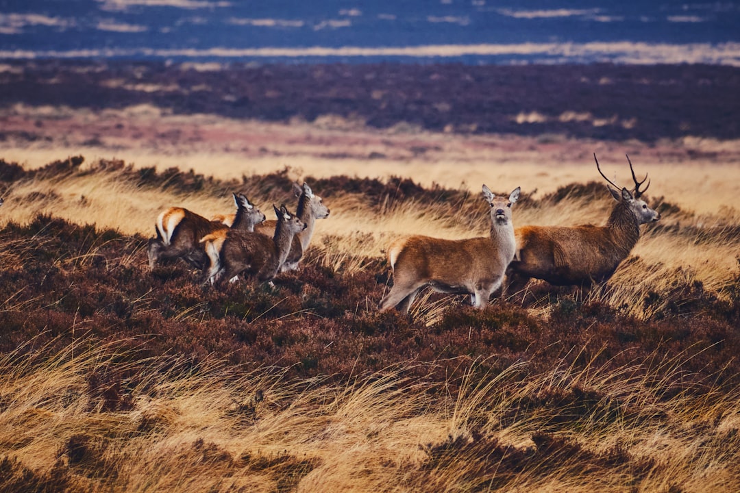 Deer antler