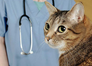 고양이 구내염 치료법 이미지