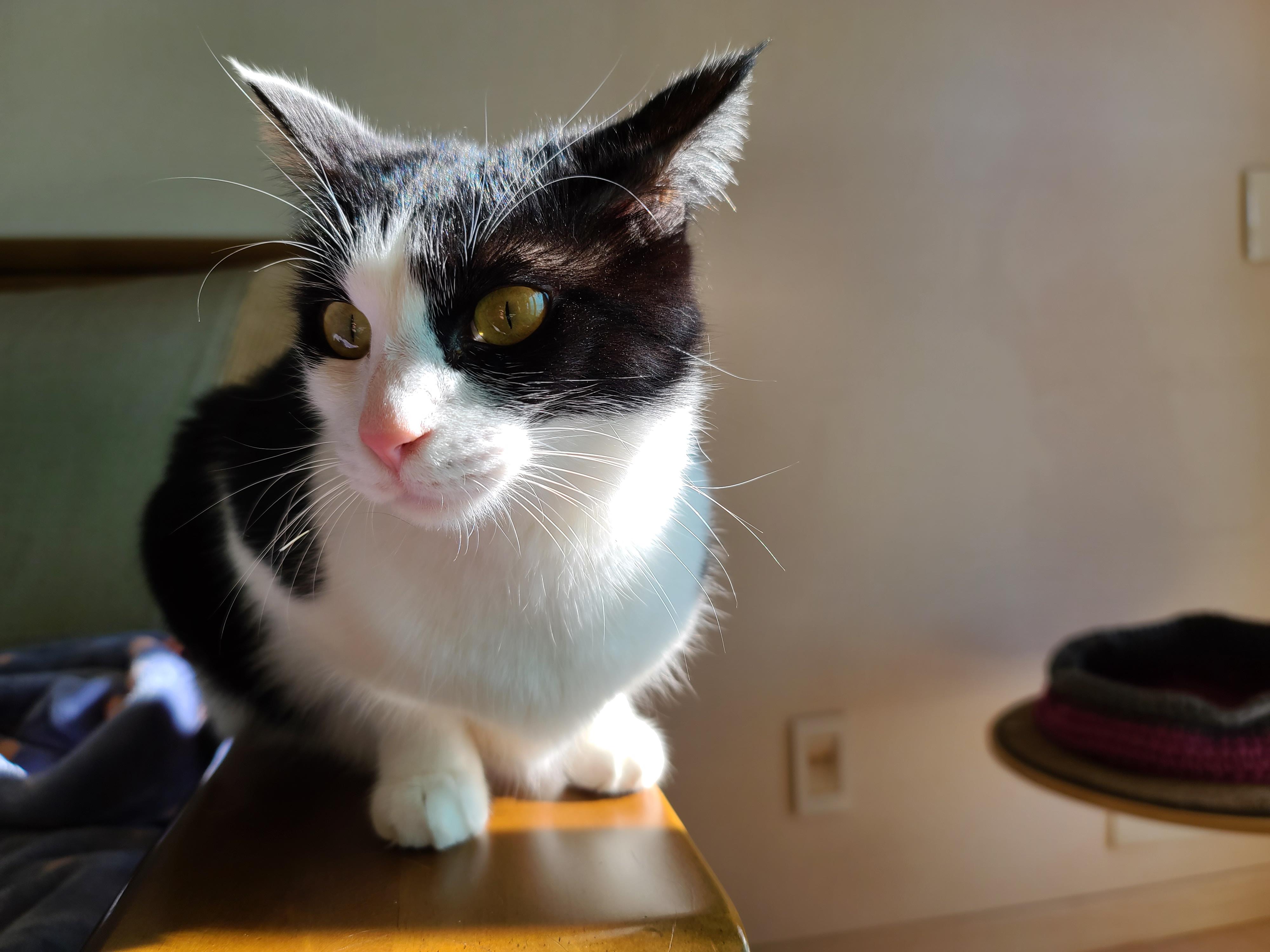 아비시니안파,치즈냥이파,삼색이파,중립파, 아홉냥이네의 관계도