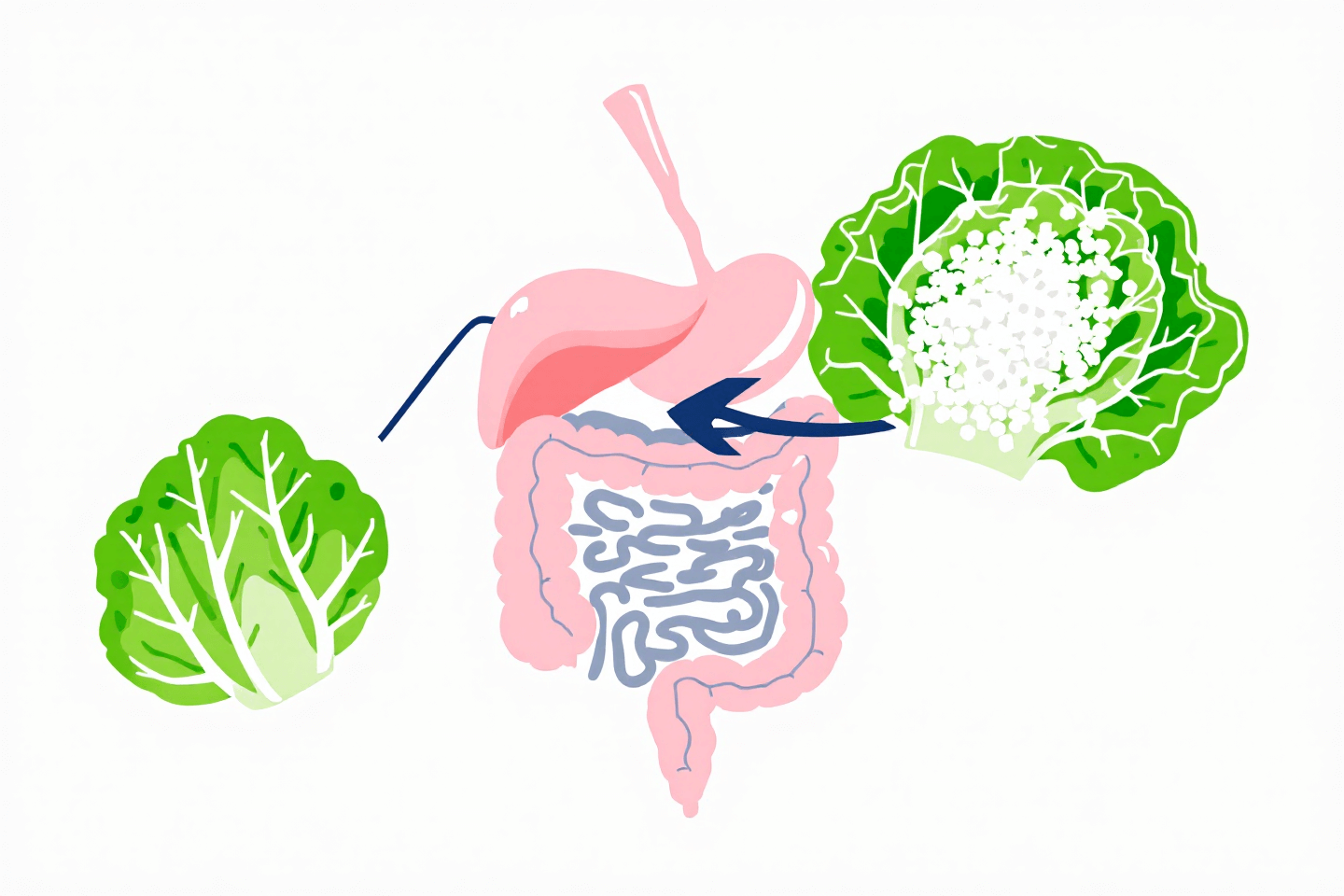 양배추 사진입니다.