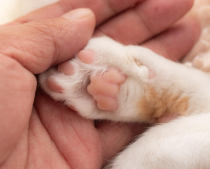 고양이 발톱 관리와 안전하게 발톱 깎는 방법, 초보 집사를 위한 관리 가이드