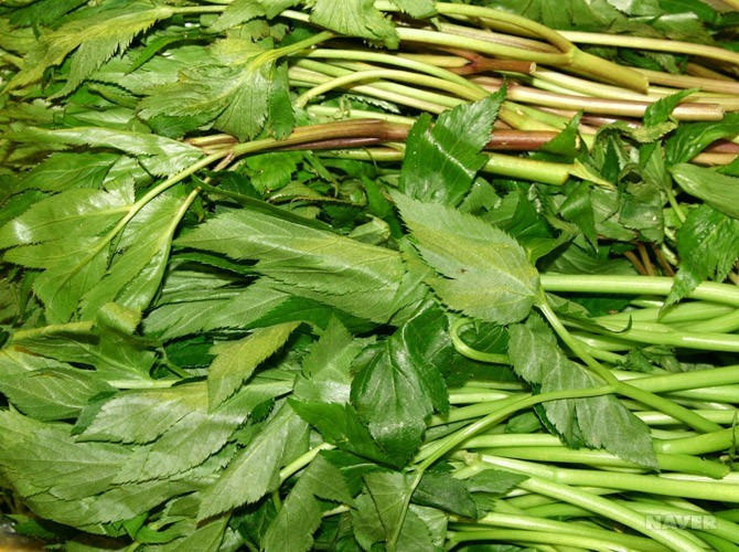 신선초 나물 효능부터 부작용, 안전한 먹는 법까지 한눈에 정리