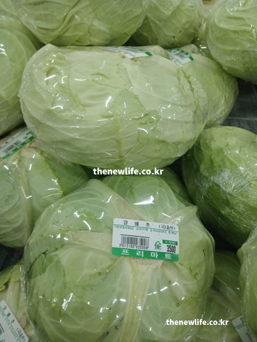 당뇨에 좋은 음식 속이 꽉 찬 하얀 양배추 단면 실물 사진