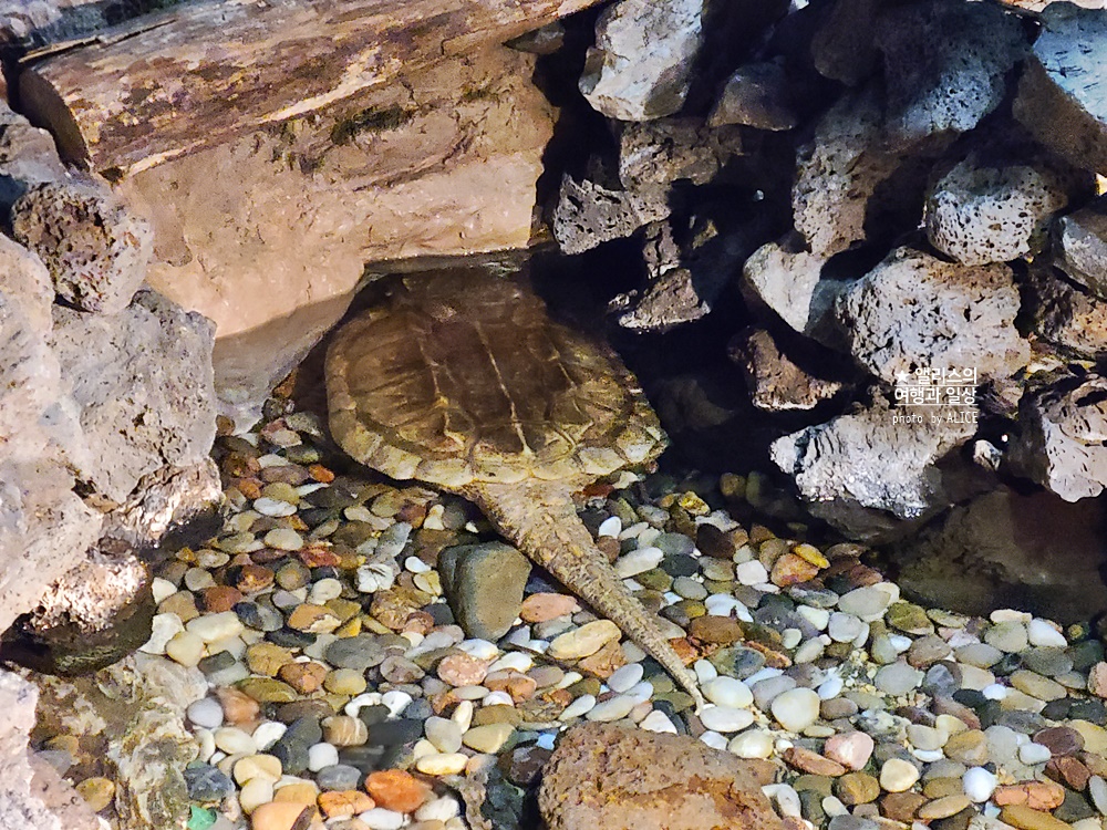 코엑스 아쿠아리움 입장권 할인예약 방법, 대중교통 가는 방법, 참물범 펭귄 비버 상어 보러가자!