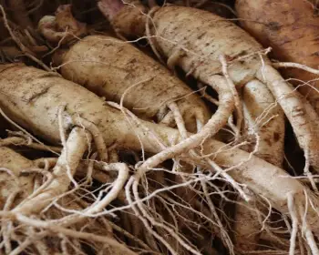 풍기 인삼축제_22