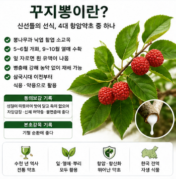 꾸지뽕-효능-먹는방법-부작용-열매-남자