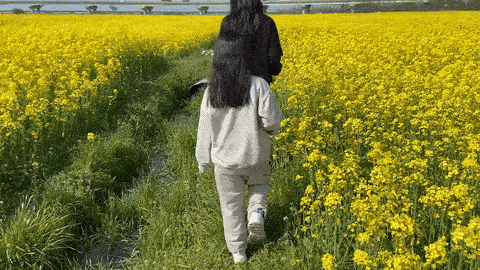 부산 유채꽃 명소 대저생태공원 후기 - 위치와 주차정보