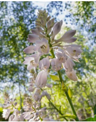 화담숲 공식 홈페이지 사진 꽃 사진
