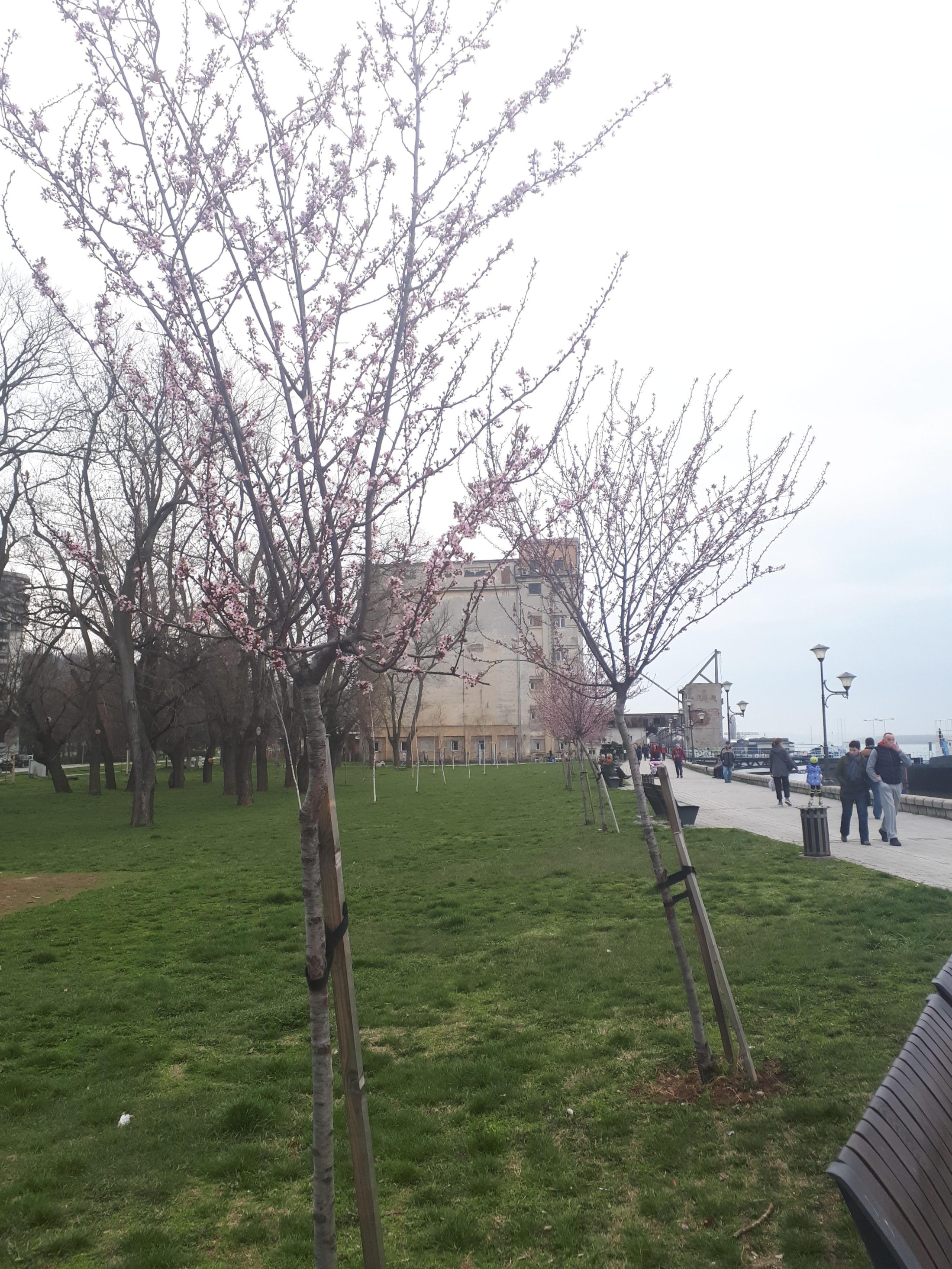 세르비아 스메데레보 도나우 강변