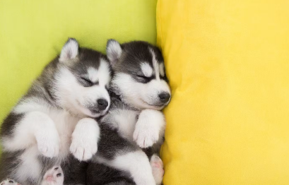 잠자는 새끼 강아지