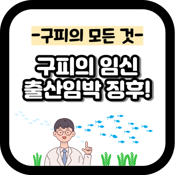 구피 임신 / 구피 출산 징후 3가지!