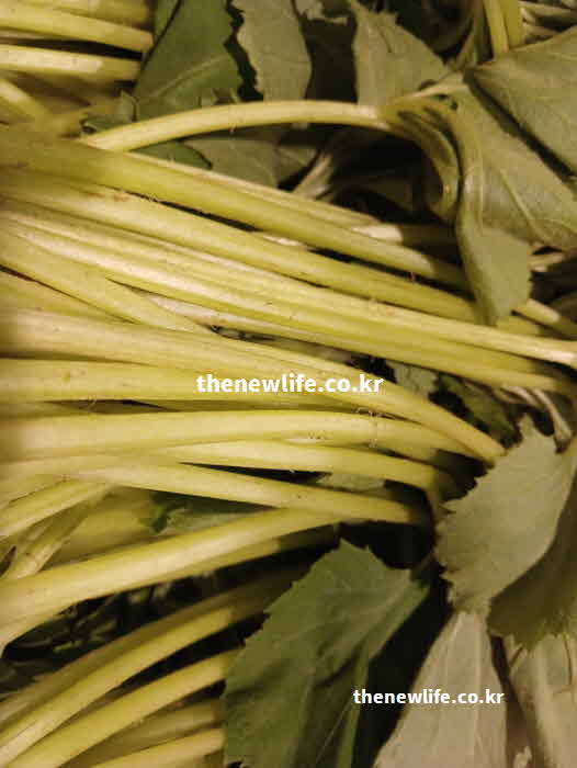 머위 효능 혈관 건강 칼륨