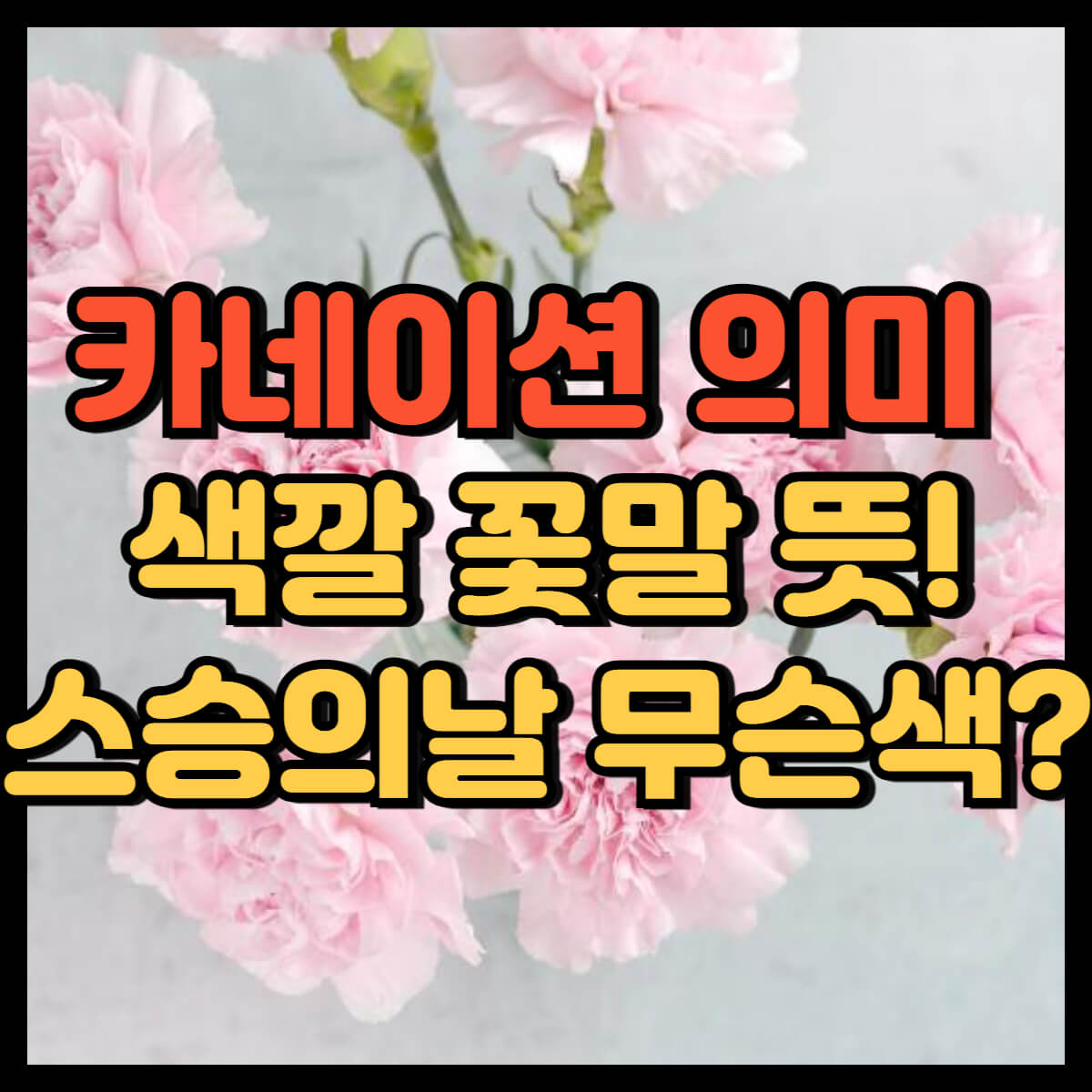 카네이션 의미