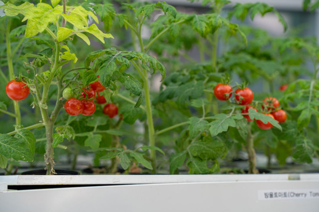 국립 농업 박물관 식물원