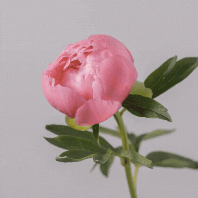 움직이는 생일 축하 문구 이미지 메세지 꽃다발