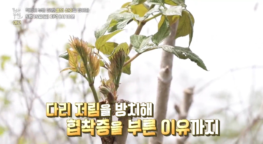 봄나물이미지