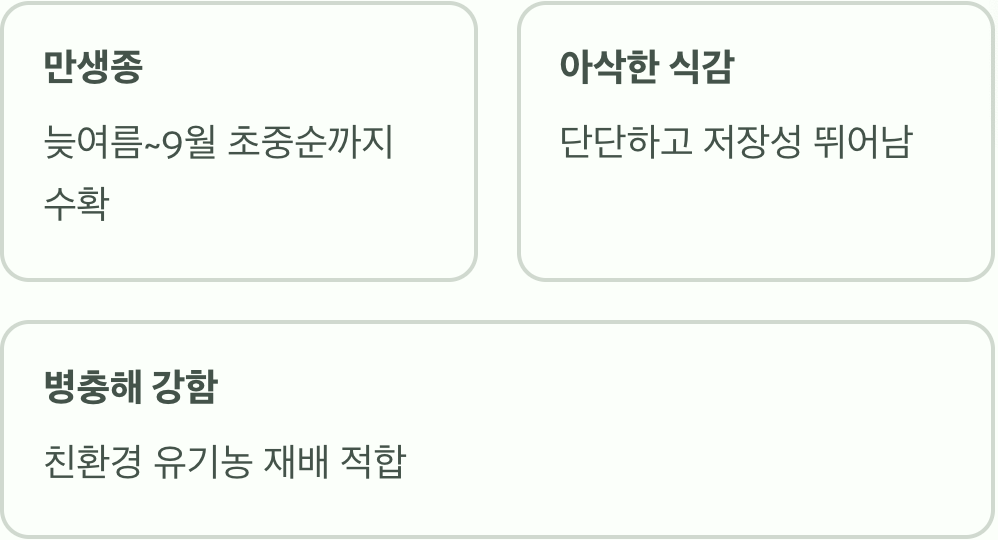 가을에 만나는 특별한 자두