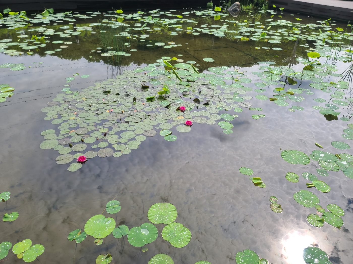 피어난 세 송이 연꽃