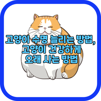 고양이 수명 늘리는 방법, 고양이 건강하게 오래 사는 방법