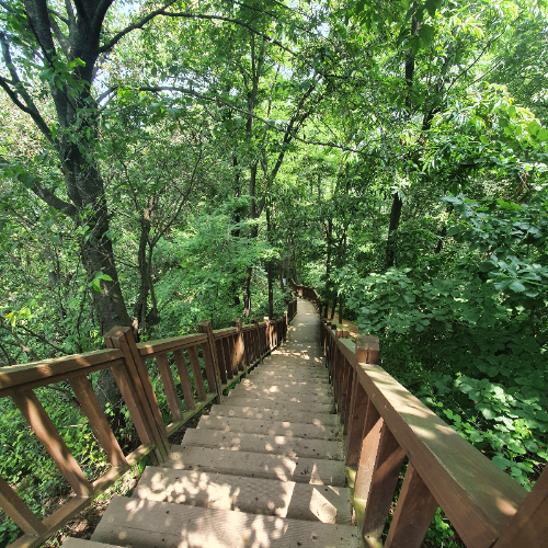 Walking down wooden stairs surrounded by trees and sunlight