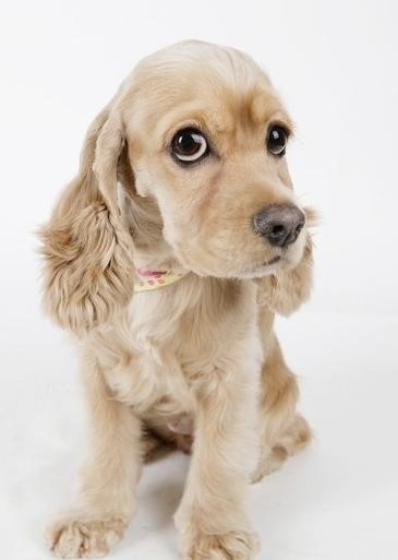 코카 스파니엘 걍아지 사진