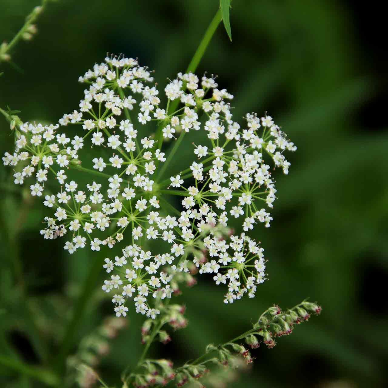 천궁의 효능과 부작용 여성 건강과 두통 완화에 좋은 약초