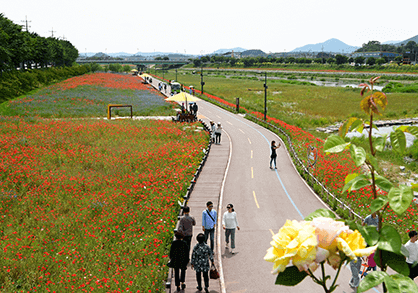 장성 황룡강 홍길동무 꽃길 축제