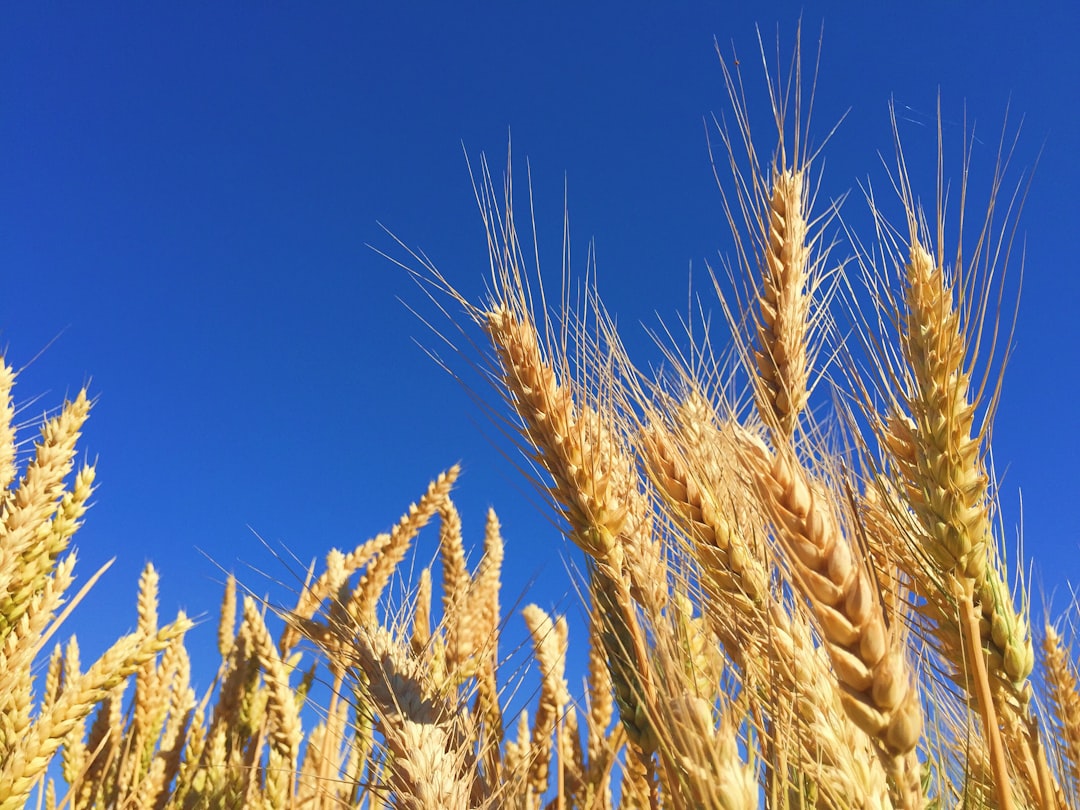 Grain