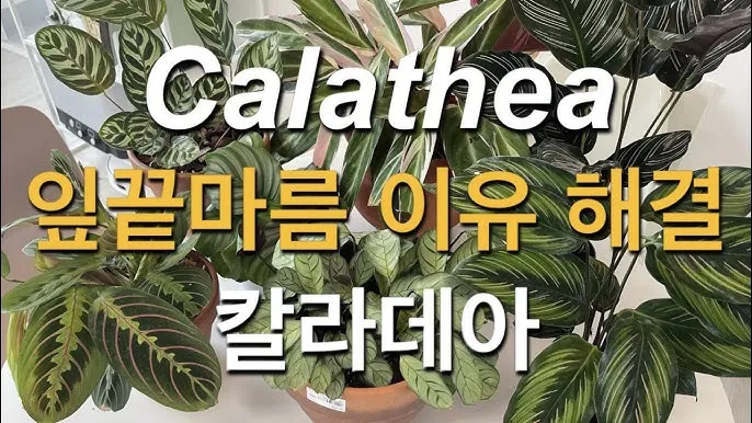 칼라데아 물주기 잎말림원인 습도관리 분무요령 시니어 맞춤 가이드_3
